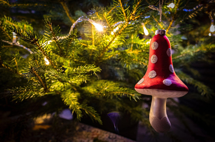 Discover the Noble Fir: The King of Christmas Trees